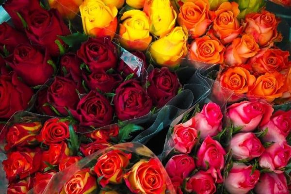 Why is everyone obsessed with giving roses on February 7?