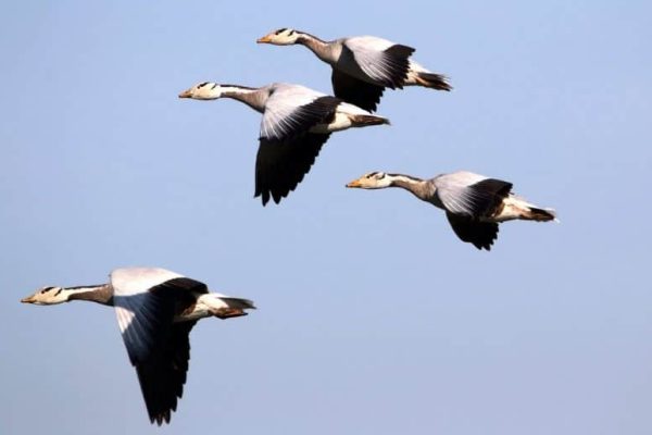 44 rare Siberian geese rescued in Punjab wildlife raid