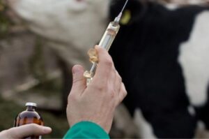 Illegal use of hormone injections in dairy animals raises health concerns