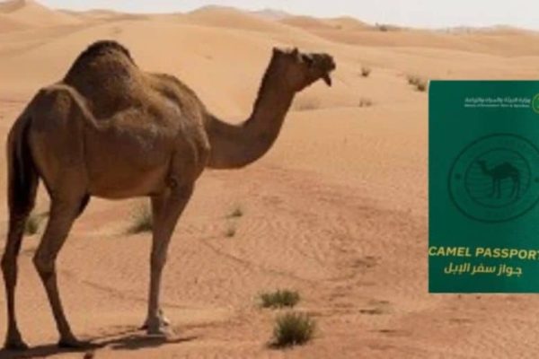Will Saudi Arabia issue passport to camels?