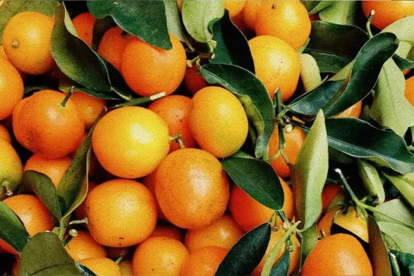 Pakistan earns USD40m from Kinnow exports in 45 day  