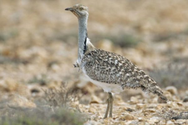 KP hunting season to open with strict rules