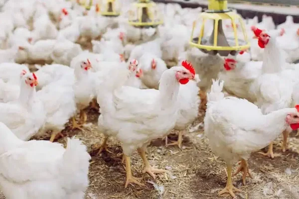 Chicken prices hit record high across Pakistan