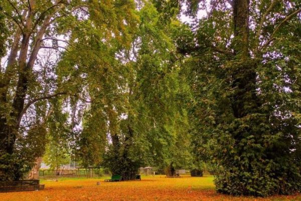 Why Chinar Bagh is Becoming a Prime Residential Choice in Lahore