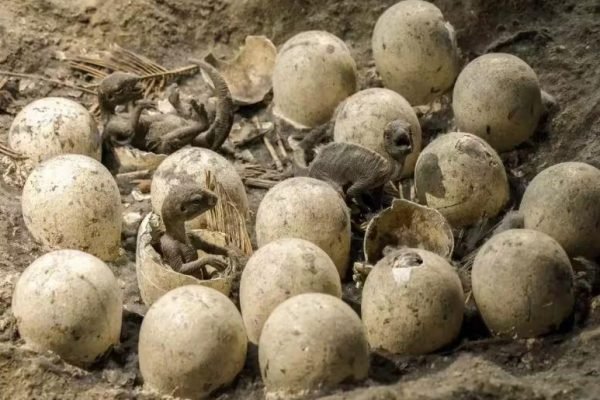 72 million year old dinosaur eggs discovered