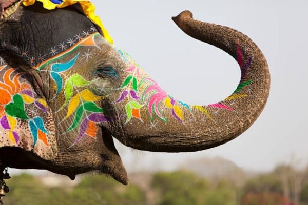 India’s negligence kills seven elephants in train crash
