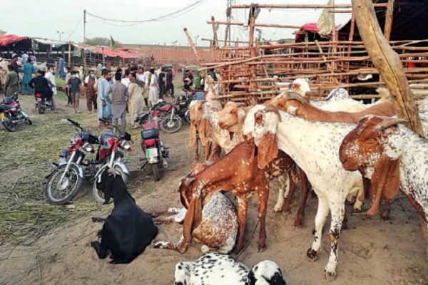 Rs1.9m worth of sacrificial goats stolen in Karachi