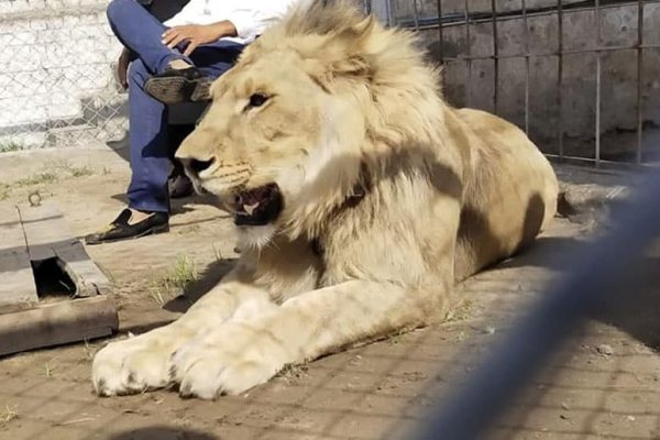 Eight-year-old loses arm in pet lion attack in Lahore
