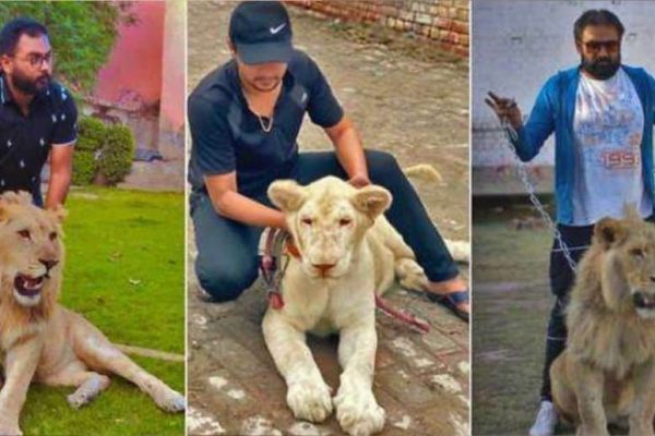 Punjab CM revokes permission for pet lions