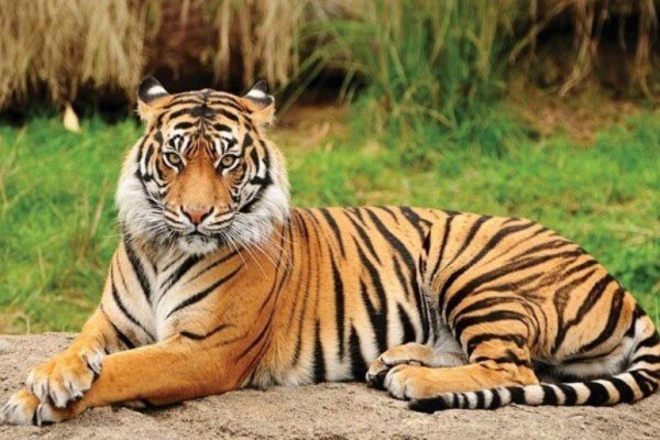72 tigers die in northern Thailand amid suspected viral outbreak