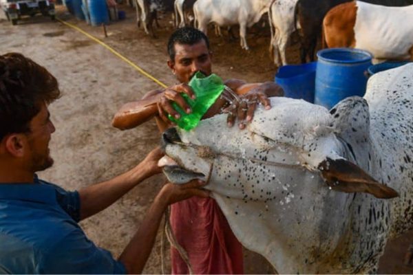 Rising temperatures raise heatstroke risk for sacrificial animals ahead of Eid
