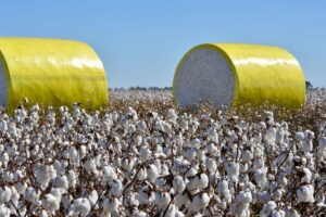 Cotton for textile sector
