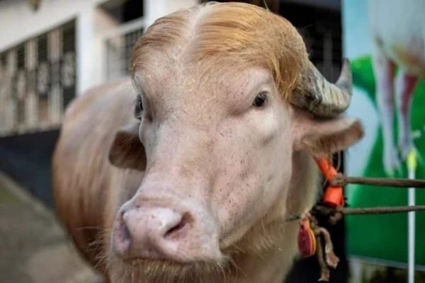 Rare ‘Donald Trump’ buffalo turns heads ahead of Eid