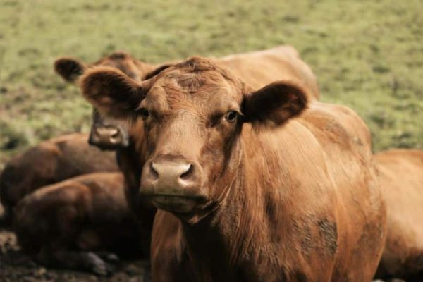 Eid ul Azha 2026: Karachi cracks down on illegal cattle markets