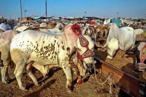 Lumpy skin disease spreads rapidly across KP, alert issued