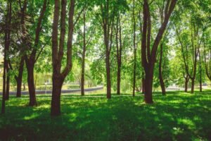 Islamabad to get 1,300-acre urban forest bigger than F-9 Park