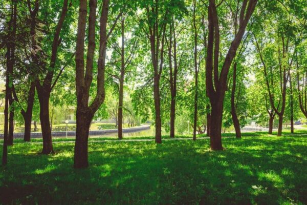 Islamabad to get 1,300-acre urban forest bigger than F-9 Park