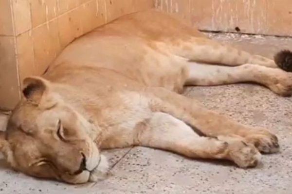 Lioness Morni’s sudden death raises concerns at Bahawalpur Zoo