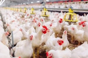 Citizens hit hard by rising chicken prices