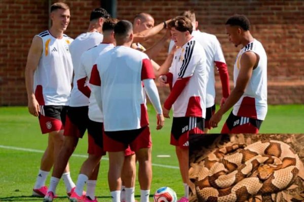Germany squad on alert after venomous snake spotted at training camp
