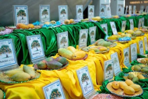 Annual Mango Festival kicks off at Centaurus Mall, showcasing premium mango varieties