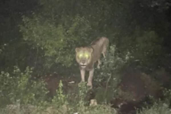Saidpur village lion sighting: Rescue team finds no evidence