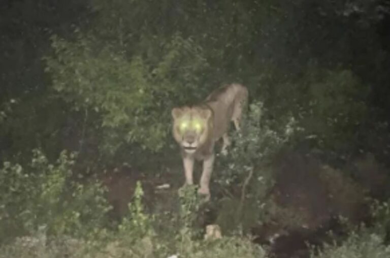 Saidpur village lion sighting: Rescue team finds no evidence