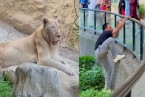 TikToker enters lion enclosure at Lahore zoo