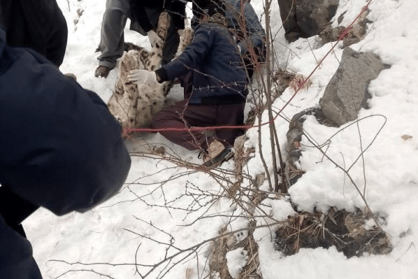 Rare snow leopard found dead in Dir mountains, KP Wildlife Dept under fire