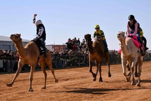 ‘Young Gun’ emerges victorious in thrilling Marree Camel Cup race