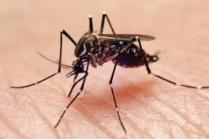 Chikungunya outbreak reported in Nowshera