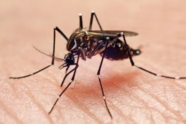 Chikungunya outbreak Nowshera