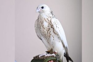 Record-breaking rare falcon auction grabs attention in Abu Dhabi