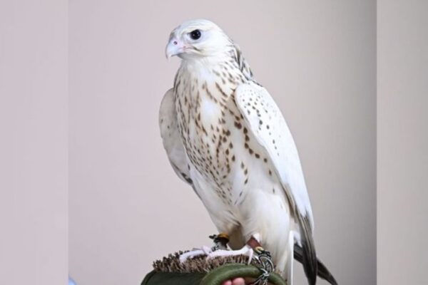 Record-breaking rare falcon auction grabs attention in Abu Dhabi