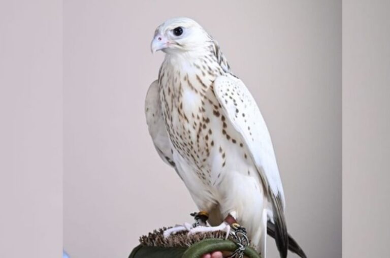 Record-breaking rare falcon auction grabs attention in Abu Dhabi