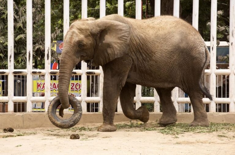 Madhubala Health emergency