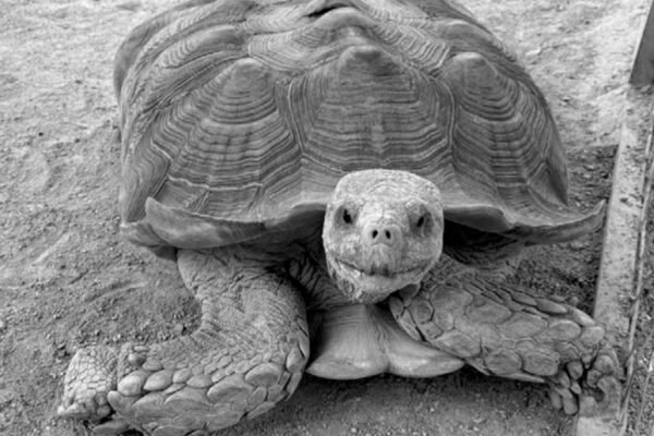 70-year-old tortoise becomes star attraction at Zoo in Islamabad’s B-17