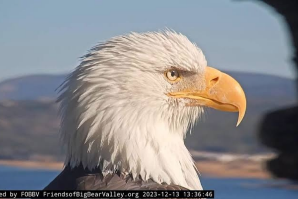 Big Bear Bald Eagles