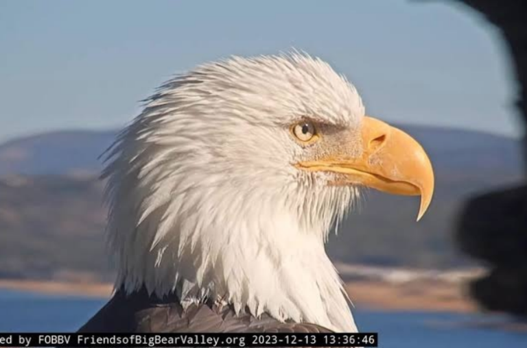 Big Bear Bald Eagles
