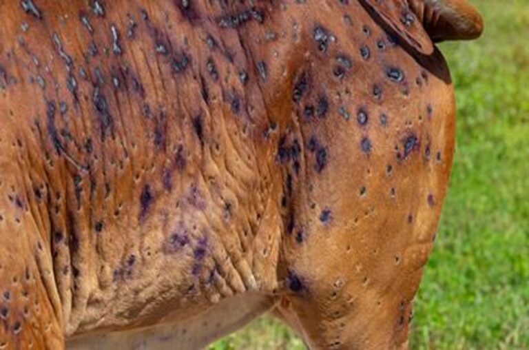 lumpy skin disease